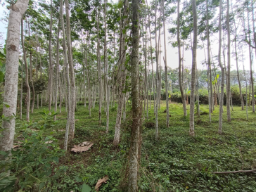 Di Jual Tanah di Ngebruk Poncokusumo